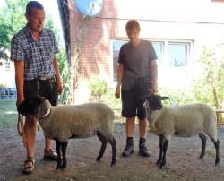 Siegerschaf-44-Rummel-und-RS-Schaf-23-Knoop