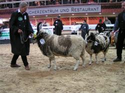 bundesschau_landschafe_2014wuesting_2013