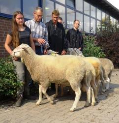 LES-Jährlingsböcke-Nbg-2019-2-Gruppe-Ia-Bock