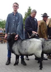 Ia-Bock-vom-Heidschnuckenhof-Jeversen-Altere-Klasse-2019-FJ