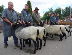 Müden-22-Alterklasse-2-Ia-Bock-Fischer-Kat-Nr-7