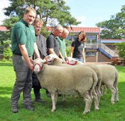 LES-Ia-JB-Leineschaf-Relliehausen-2023