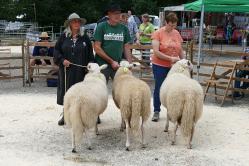 1abc lammböcke total