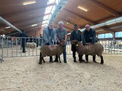 Bockauktion_Alsfeld_2025_Auswahl_Wollsieger