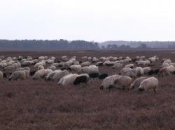 Heideblüte und Winterheide 2005 