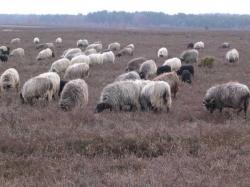 Heideblüte und Winterheide 2005 