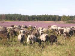 Heideblüte und Winterheide 2005 