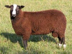 klein Zwartbles