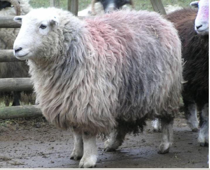 Herdwick