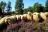 Erfolgreicher Schafauftrieb des Tierpark Nordhorn Erfolgreicher Schafauftrieb des Tierpark Nordhorn