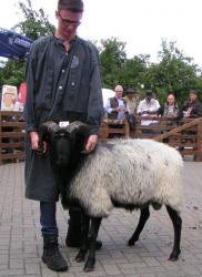Reservesiegerbock-Fischer-Kat-Nr-17-in-2016