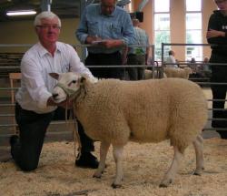 texel-CLP-2017-Fettköter-Ia-Lammbock-4-1