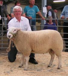 Texel-CLP-2017-Fettköter-Ia-Lammbock-5-1