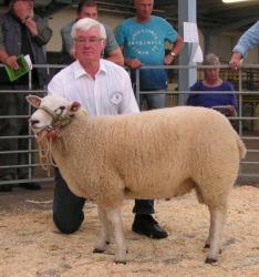 Texel-CLP-2017-Fettköter-Ia-Lammbock-5