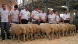 Texel-CLP-2017-Lammböcke-1