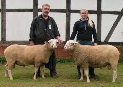 Mecklenhorst-2017-Leineschaf-Ia-Ib-Jährlingsböcke-1