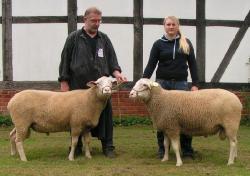 Mecklenhorst-2017-Leineschaf-Ia-Ib-Jährlingsböcke