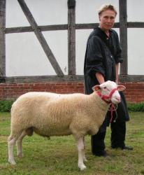 Mecklenhorst-2017-Leineschaf-Ia-Lammbock-Erb-Dibbern