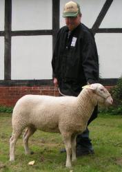 Mecklenhorst-2017-Leineschaf-Ia-Mutterlamm-Ruröde