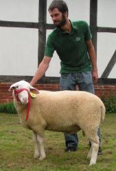 Mecklenhorst-2017-Leineschaf-Ib-Lammbock