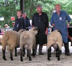 Mecklenhorst-2017-Schwarzkopf-Ia-Lammböcke-1