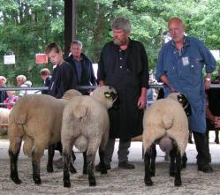 Mecklenhorst-2017-Schwarzkopf-Ia-Lammböcke