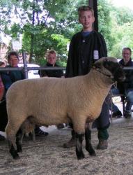 Mecklenhorst-2017-Schwarzkopf-Sieger-Pferdmenges