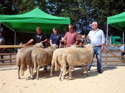 Stammbockschau,2.Altersklasse