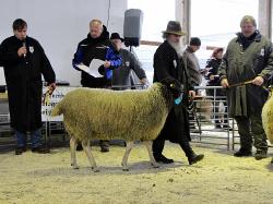 Sieger Bock ältere Klasse Kieser