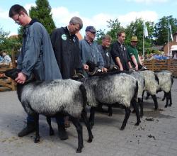 Müden-22-Alterklasse-4-Ia-Bock-Fischer-Kat-Nr-11