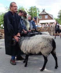 Müden-22-Ia-Bock-Alterklasse-1-VS-Kat-Nr-31