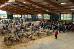 Schaftag Wüsting 2025-146
