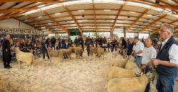 Schaftag Wüsting 2025-200