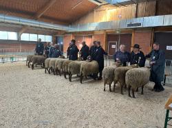 Bockauktion_Alsfeld_2025_1