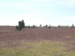 Heideblüte und Winterheide 2005 