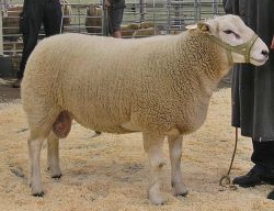 Texel Sheep