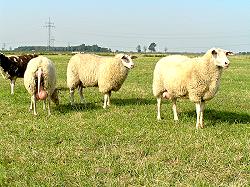 East Frisian Milk Sheep 