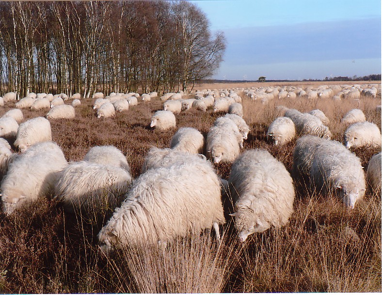 Schnucken im Moor 2